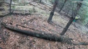 НЕТРОНУТЫЙ ЛЕС!!! ГРИБЫ на КАЖДОМ ШАГУ! Массовый сбор грибов