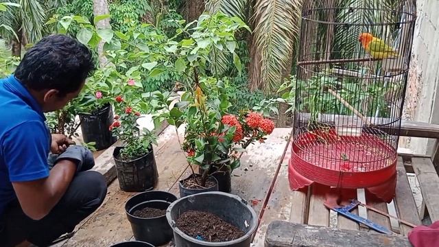 Bunga Kamelia смотреть онлайн