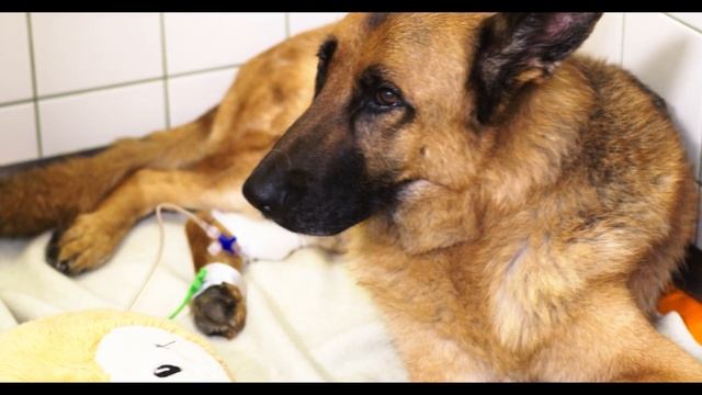 Собака из последних сил цеплялась за доску, чтобы не утонуть. Но случилось ужасное! смотреть онлайн