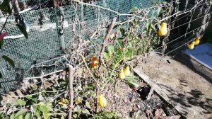 Тыква декоративная грушевидная