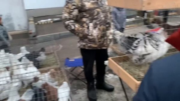 Ярмарка голубей г.Саратов 2024 осень 🍂 09.10.24