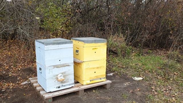 Как я увеличил пасеку в первый год. смотреть онлайн
