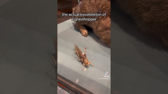 Hop hop hop смотреть онлайн