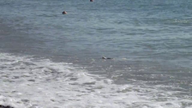 Ныряющая собака смотреть онлайн