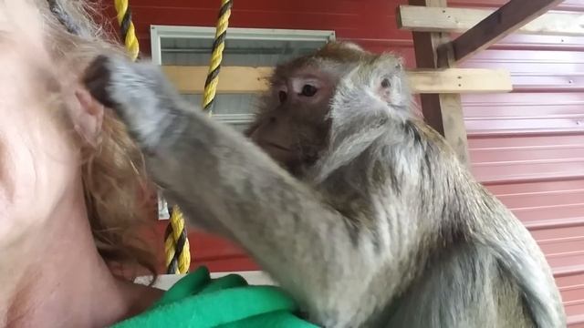 ASMR Monkey Bugs Bullock No Rooster смотреть онлайн