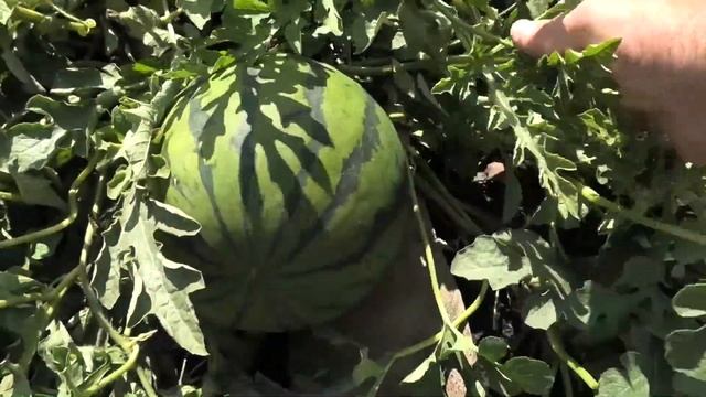 Как выращиваю арбузы в теплице смотреть онлайн