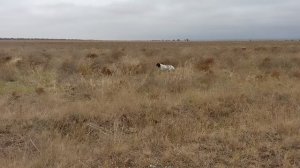 Вера и перепел 12 декабря 2024 Крым. Черноморское