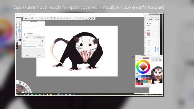 Opossum Scientific Illustration Time Lapse смотреть онлайн