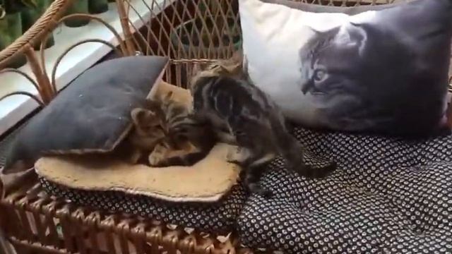 Котята Сококе смотреть онлайн
