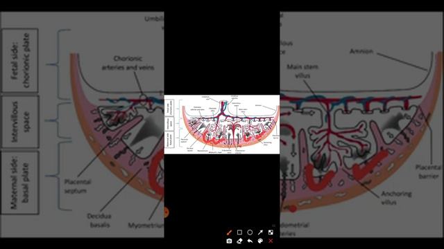 Gnm 3rd Chp- 3 placenta смотреть онлайн
