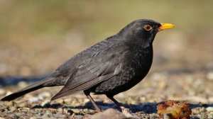 Лесные Птицы Названия и Голоса Животных Познавательное видео