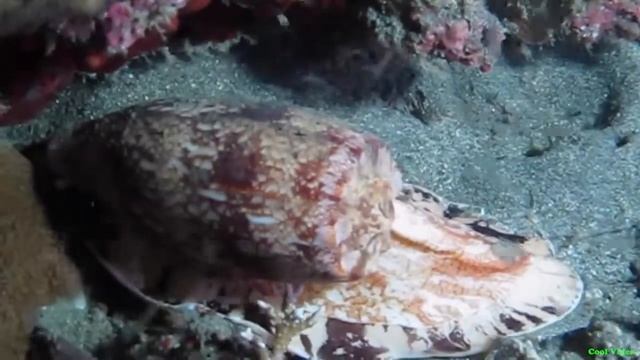 Текстильный конус - Conus Textile