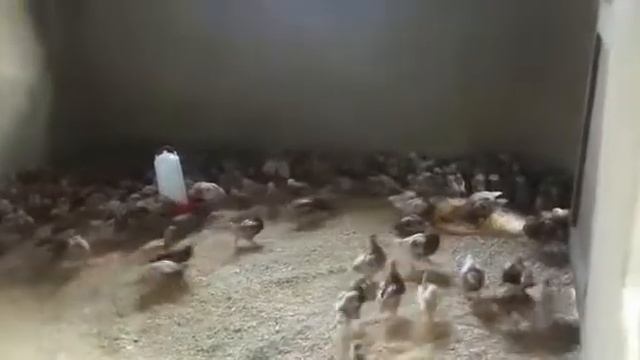 3 weeks chicks, the are getting some big place to enjoy them self.. Lohman chicks смотреть онлайн