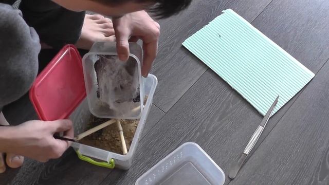 Rehousing Pterinochilus murinus RCF смотреть онлайн