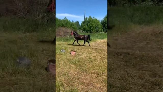 Уэльский пони смотреть онлайн