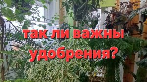 Чем я кормлю свои растения. Не обзор удобрений!