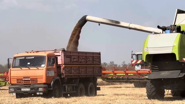 Пшеница 2024. смотреть онлайн