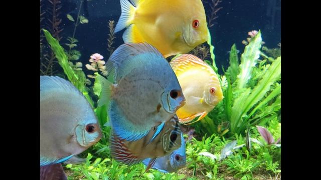 A lesson in aquarium microbiology смотреть онлайн