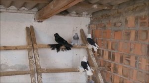 Голуби Будённовска.06.01.2024 года. в гостях у Александра.