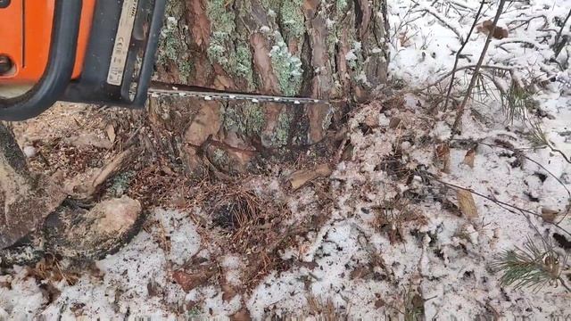 Валка леса /// Мастер Клас для начинающих лесорубом ///