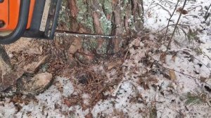 Валка леса /// Мастер Клас для начинающих лесорубом ///