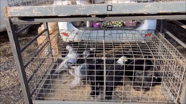 Благодарный часть 2, от 7 01 2024 года ярмарка голубе. смотреть онлайн