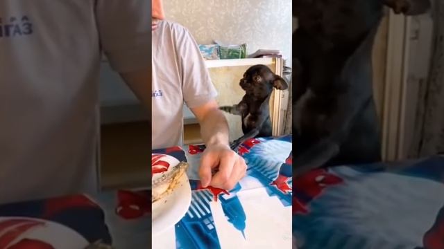 Смешные, милые видео с тик ток кошки собаки 2022 смотреть онлайн