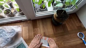 Как я устраняю перелив рассады