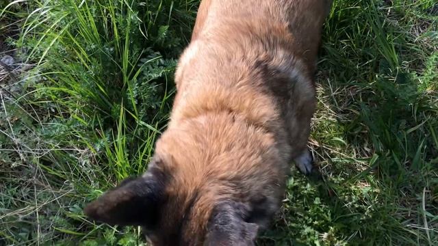 Slow motion dogs Мои собаки смотреть онлайн