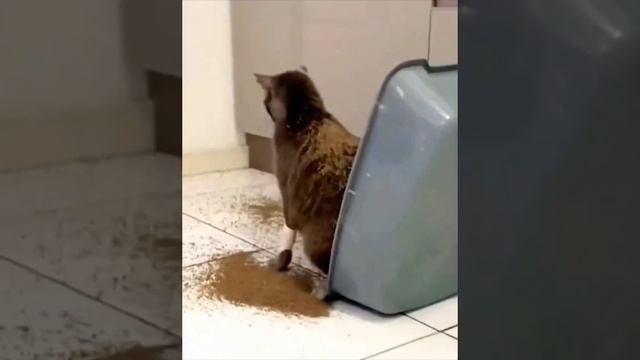 Cute cats 😻 смотреть онлайн