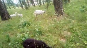 Выпас после дождя .