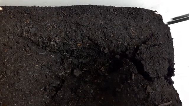 Scolopendra Subspinipes - Vietnamese Centipede