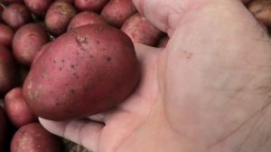 Картофель БАЛТИК РОУЗ в разрезе и на вкус