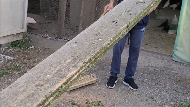 Сельские голуби. 15 09 2022 года, Беслан продолжение в гостях у Алана. смотреть онлайн