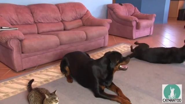 Кот среди собак смотреть онлайн