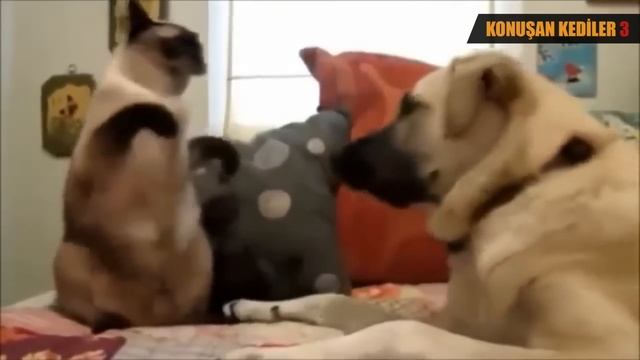 Konuşan Kediler 3 - En Komik Kedi Videoları