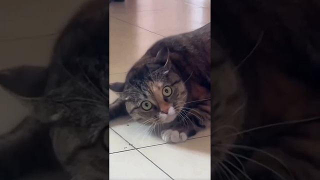 Cute cats 😻 смотреть онлайн