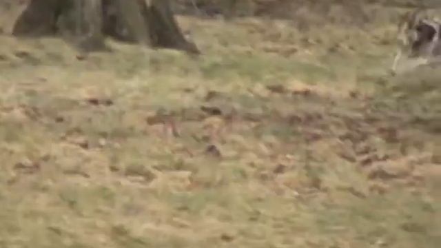 FVH Spring 2009 Part 3 Of 3 Hounds Follow The Line.wmv