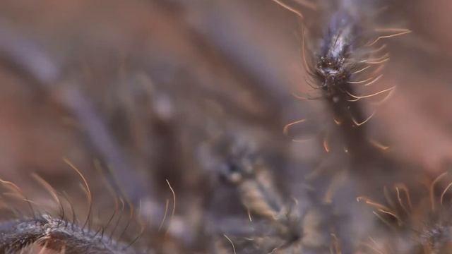 Poecilotheria metallica, 0.75-inch sling -- rolling through focus смотреть онлайн