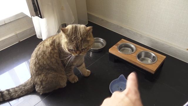 ОБЗОР НА МОЕГО КОТА - ЧАСТЬ 2 смотреть онлайн