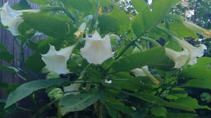 Бругмансия, фуксия, пеларгония. Зимовка. Обзор.