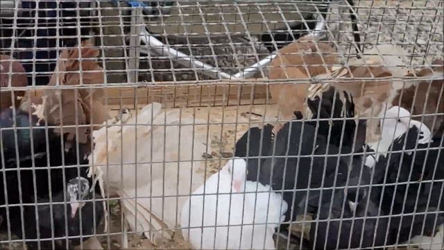 Сельские голуби. Птичий рынок город Пятигорск с 4 09 2022 года смотреть онлайн