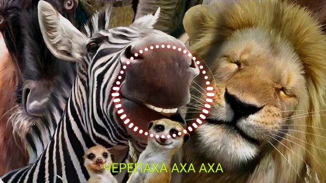 Черепаха аха аха (remix)