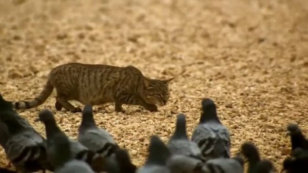 Кошка охотится на голубей
