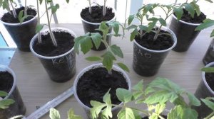 Моей рассаде помидоров один месяц, какой уход в эту пору.