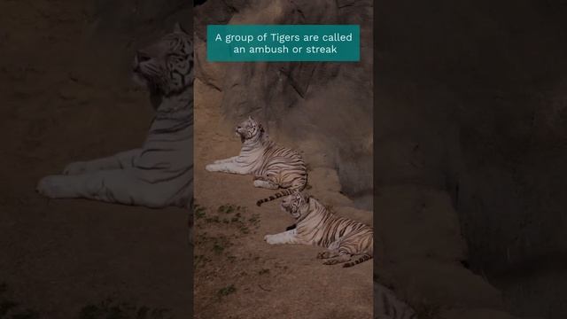The Majestic Tiger: Fascinating Facts About the World's Largest Cat #shortsfeed смотреть онлайн