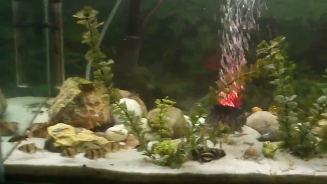 MY AQUARIUM PROTOTYPE смотреть онлайн