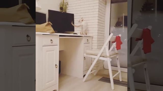 Мисс Селена исследует стол) смотреть онлайн