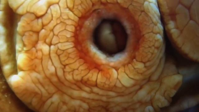 Meet the Moon Snail смотреть онлайн