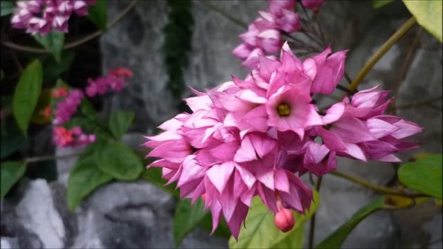 G. Ph. Telemann - Trio Sonata In A Minor (TWV 42: A4)